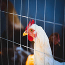 Galvanized Hardware Cloth, Metal Wire Fencing Roll For Garden And Animal Protection - Silver