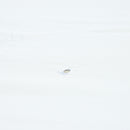 Outdoor Patio Gazebo Tent With Ventilated Double Roof And Sidewall