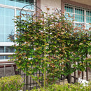 Metal Garden Rustproof Trellis For Climbing Plants Outdoor Flower Support