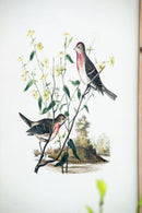 Bird Framed Print (Set of 4) - Multicolor