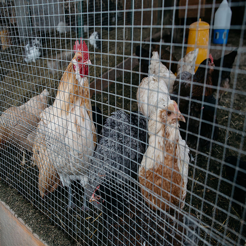 Galvanized Hardware Cloth, Chicken Wire Fence Roll For Garden And Animal Enclosures - Silver