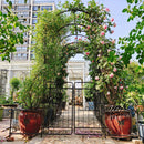 Metal Garden Arch With Gate High Climbing Plants Support Rose Arch Outdoor - Black
