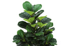 47" Tall, Artificial Plant, Fiddle Tree, Indoor, Fake, Floor, Greenery, Potted, Real Touch, Decorative - Green / Black