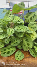 Bryant Sectional byFlexsteel